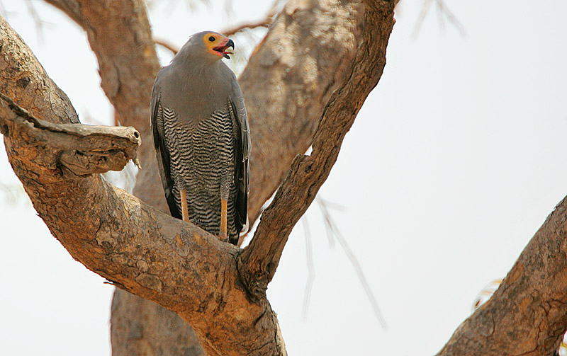 African Harrier-Hawk (Polyboroides typus) adult