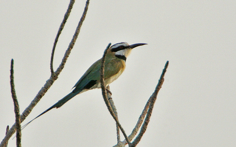 White-throated Bee-eater (Merops albicollis)