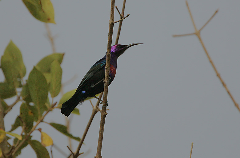 Splendid Sunbird (Cinnyris coccinigastrus) male