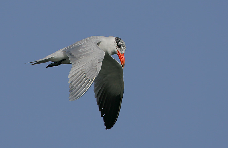 Caspian Tern (Sterna caspia)