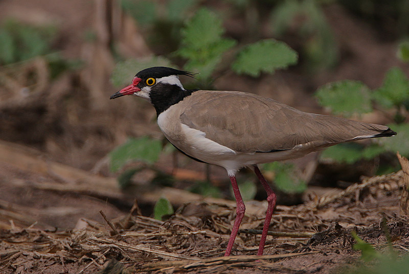 Black-headed Plover (Vanellus tectus)