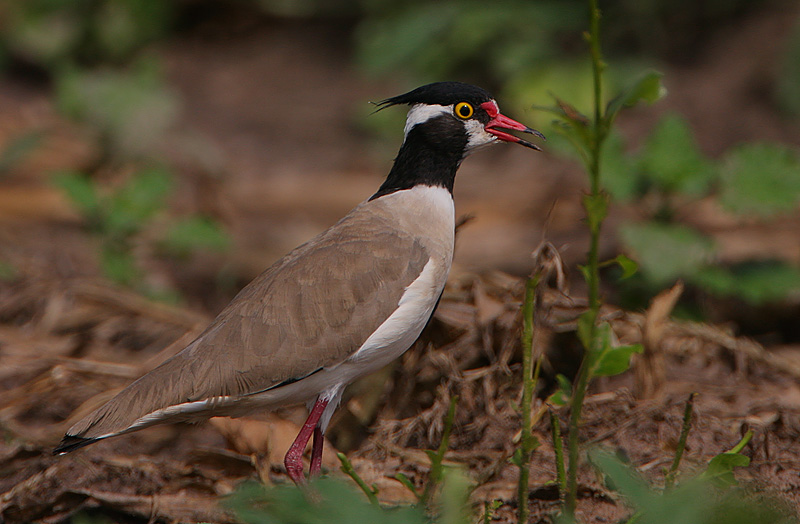 Black-headed Plover (Vanellus tectus)