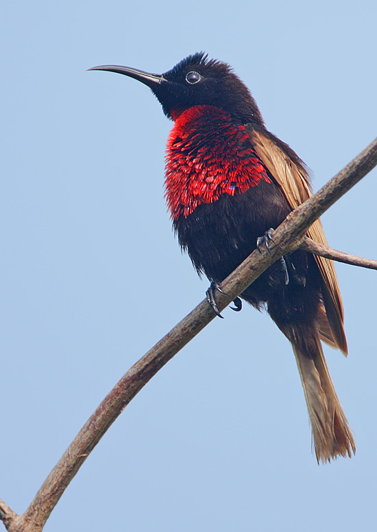 Scarlet-chested Sunbird (Nectarinia senegalensis)