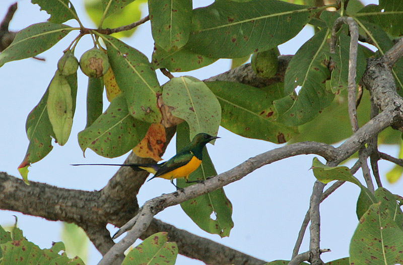 Pygmy Sunbird (Anthodiaeta platura)
