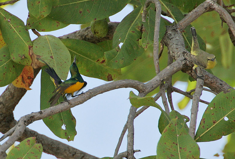 Pygmy Sunbird (Anthodiaeta platura) pair displaying