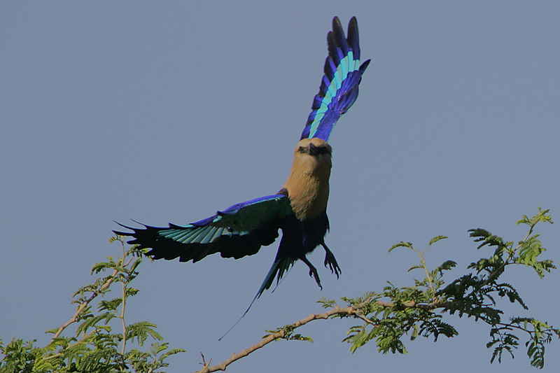 Blue-bellied Roller (Coracias cyanogaster) in flight