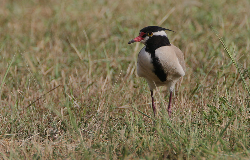 Black-headed Plover (Vanellus tectus)