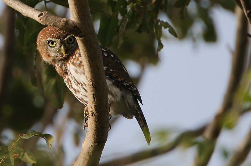 Pearl-spotted Owlet (Glaucidium perlatum)