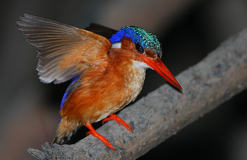 Malachite Kingfisher (Alcedo cristata)