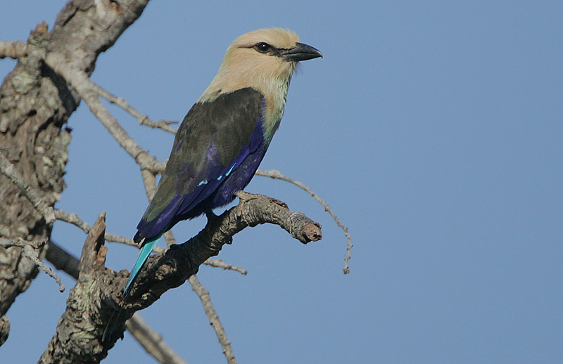 Blue-bellied Roller (Coracias cyanogaster)