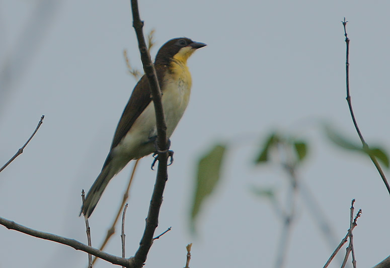 Greater Honeyguide (Indicator indicator) immature