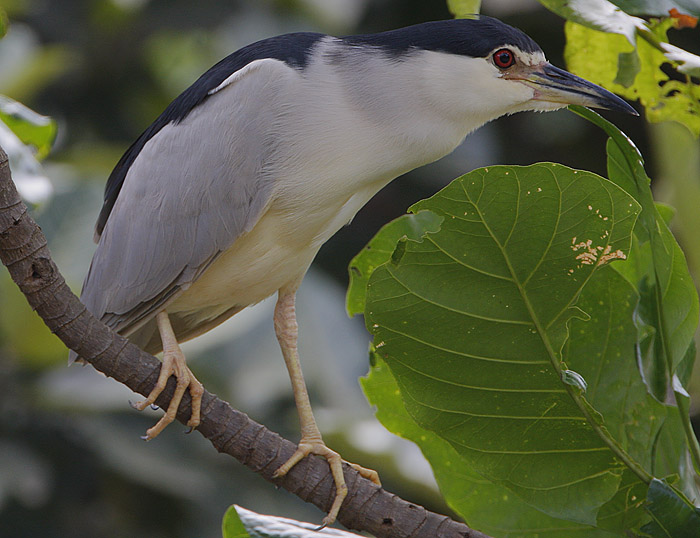 Black-crowned Night-Heron (Nycticorax nycticorax)