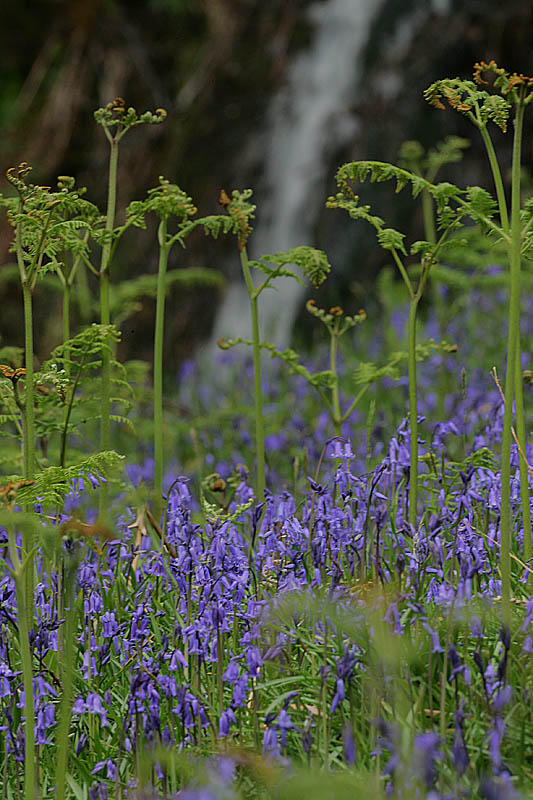 Wild Hyacinths (Bluebells)