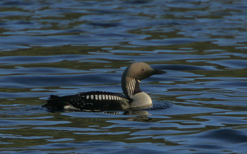 Black-throated Diver (Arctic Loon)