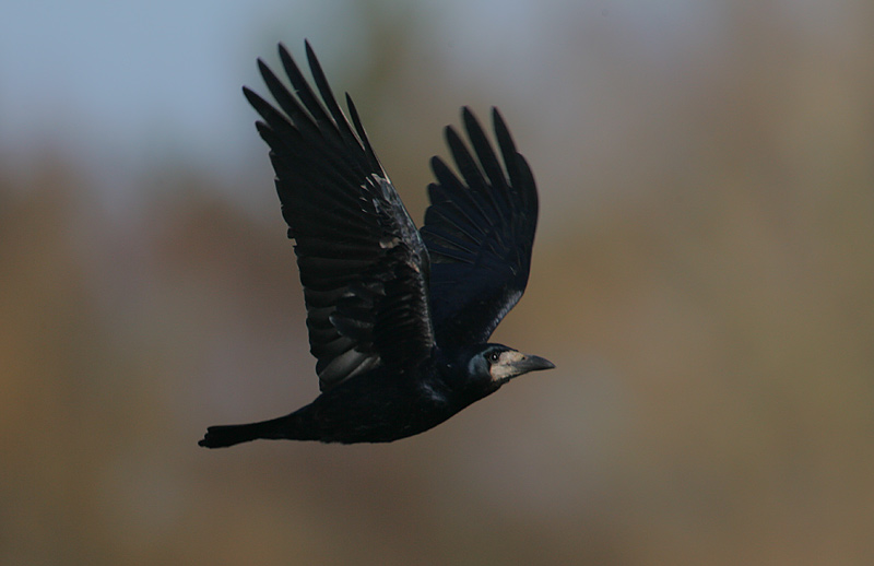 Rook in flight