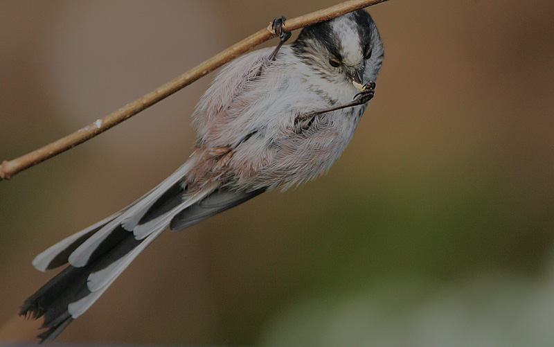 Long-tailed Tit feeding
