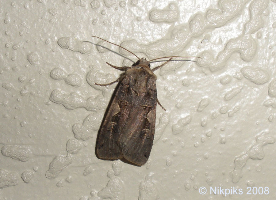 Bright Line Brown eye moth
