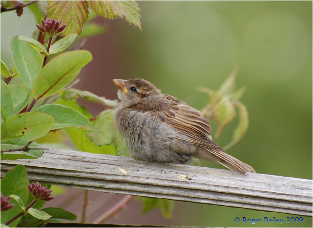 Young Sparrow 2.
