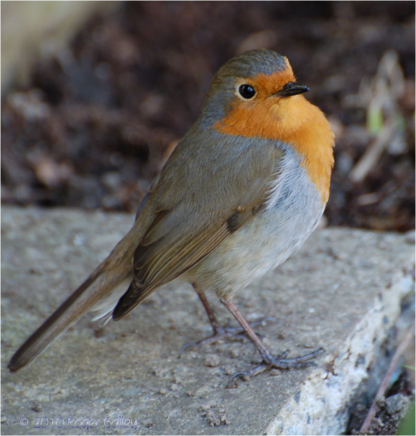 Robin.