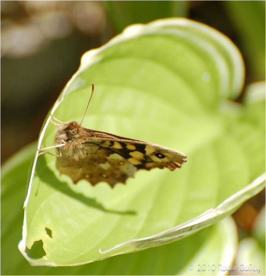 Meadow Brown Butterfly.