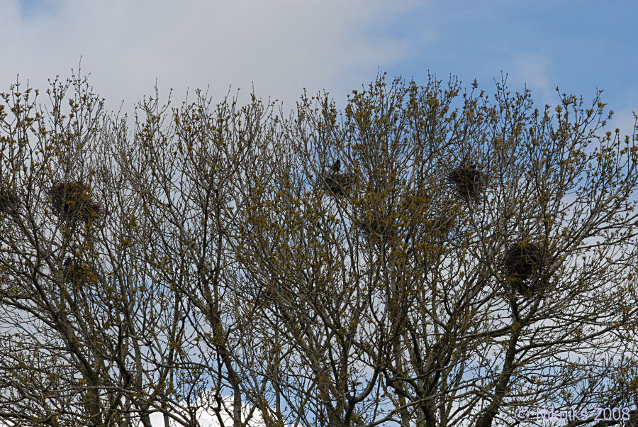 The Rookery.