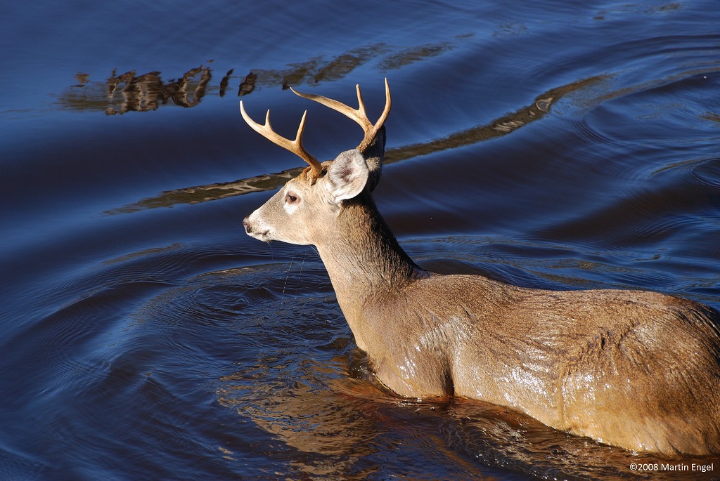 Whitetail buck