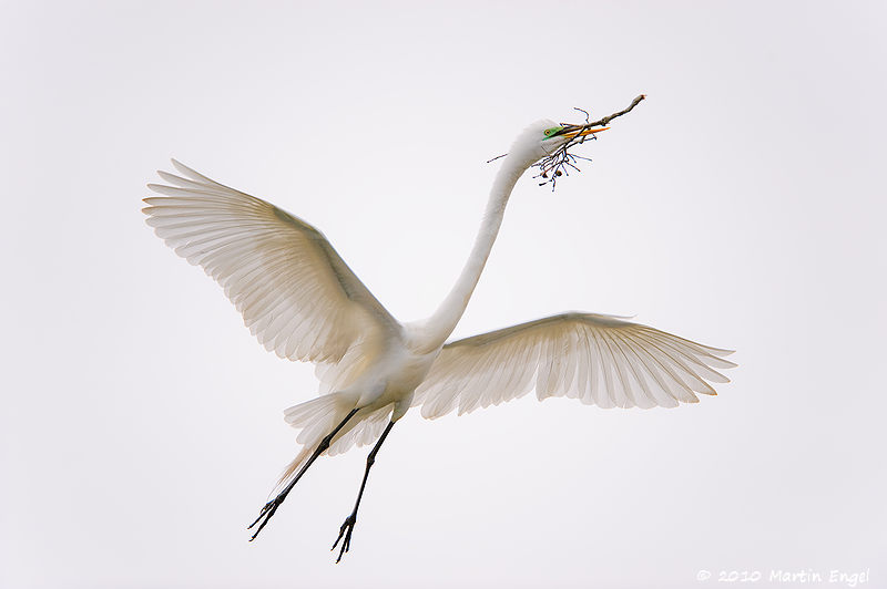 Great Egret