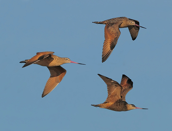 Marbled Godwits