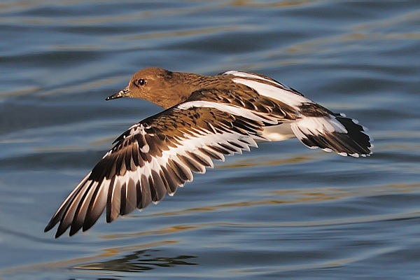 Black Turnstone