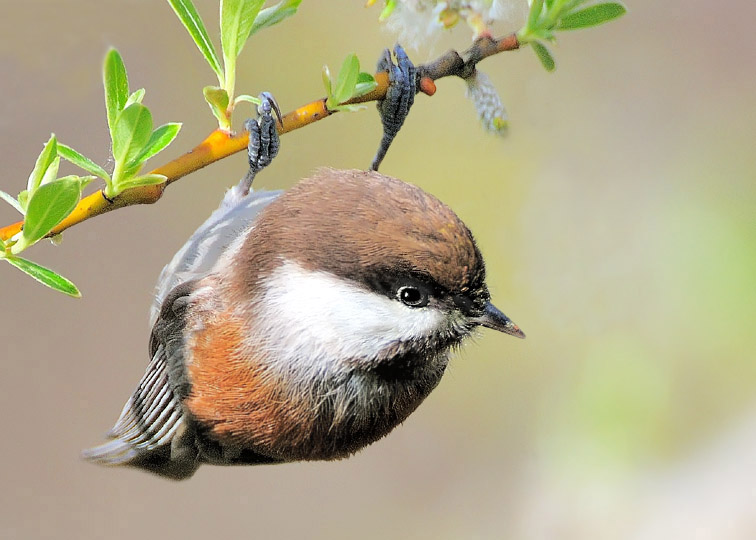 Chestnut-backed Chickadee