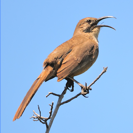 California Thrasher