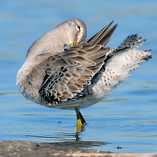 Long-billed Dowitcher