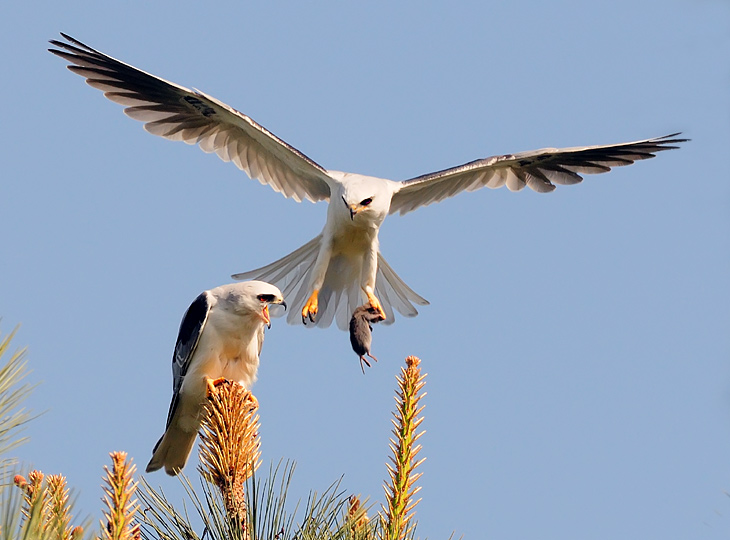 White-tailed Kites