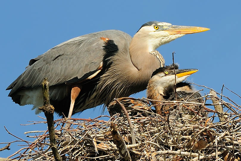 Great Blue Heron and Chick