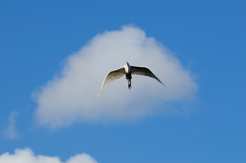Great Egret 3