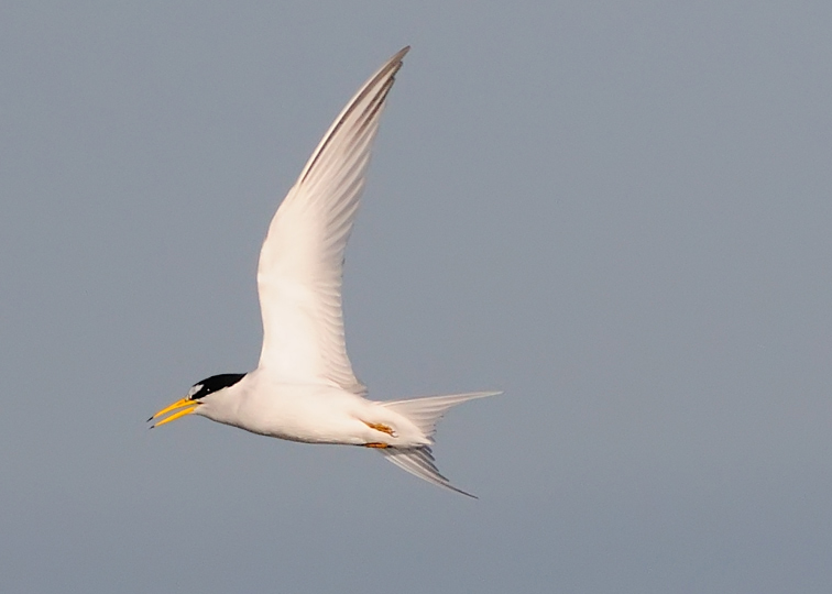 Least Tern