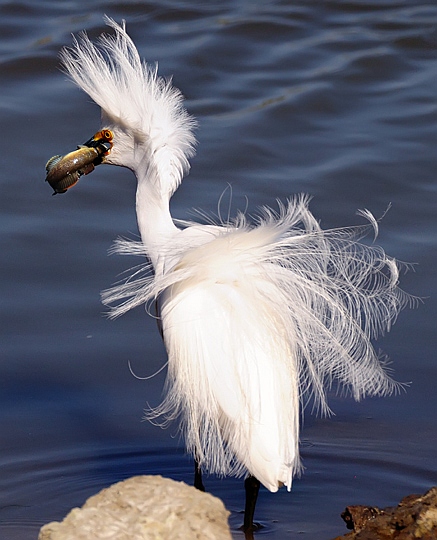 Snowy Egret