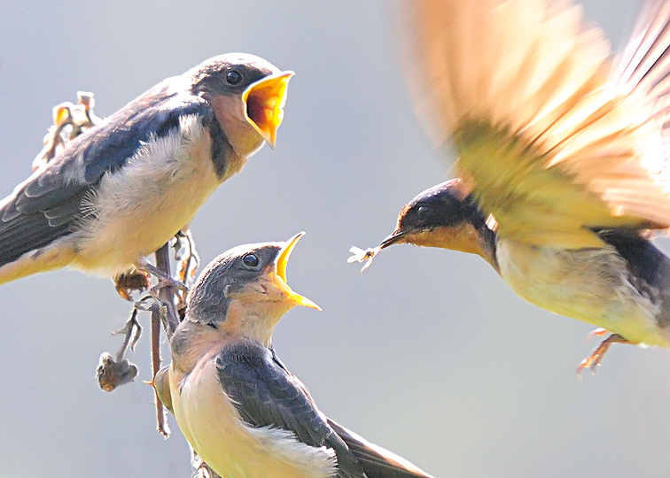 Barn Swallows