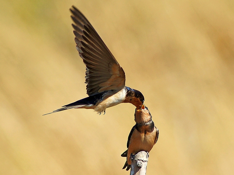 Barn Swallow Feeding Fledgling
