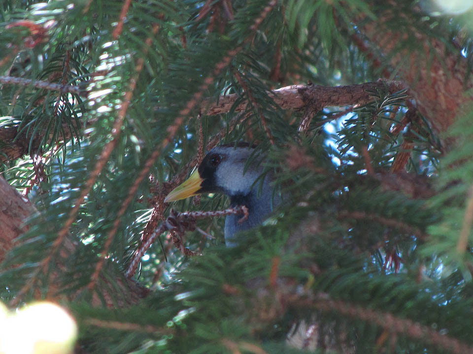 Sora in spruce tree 5-17-11 home2.jpg