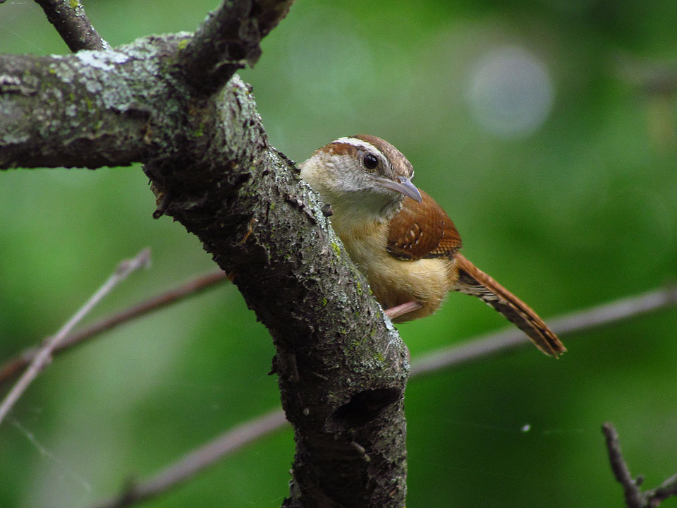 Carolina Wren 6-1-12 Winnebago Trail Conservancy, Green Lake Co.