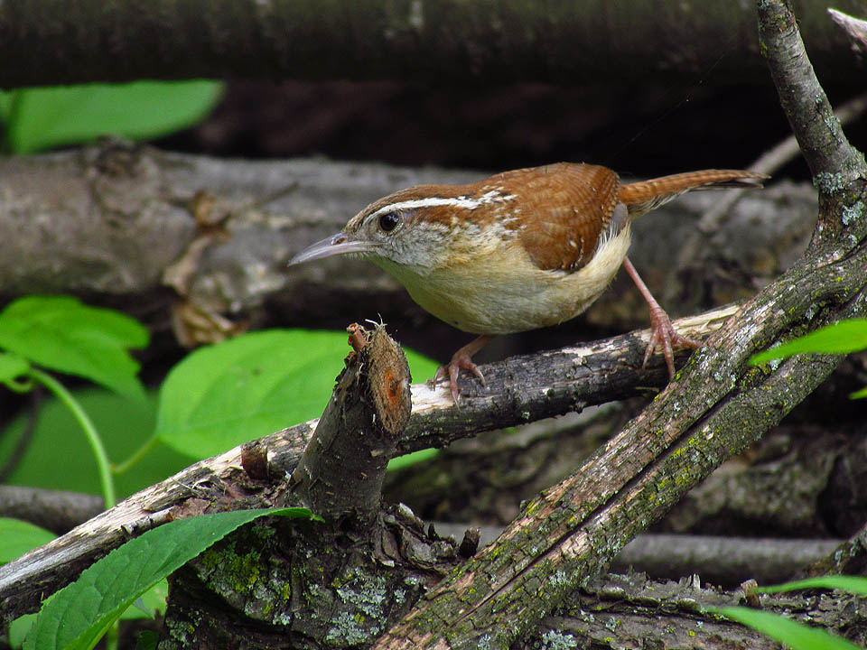 Carolina Wren 6-1-12 Winnebago Trail Conservancy, Green Lake Co.