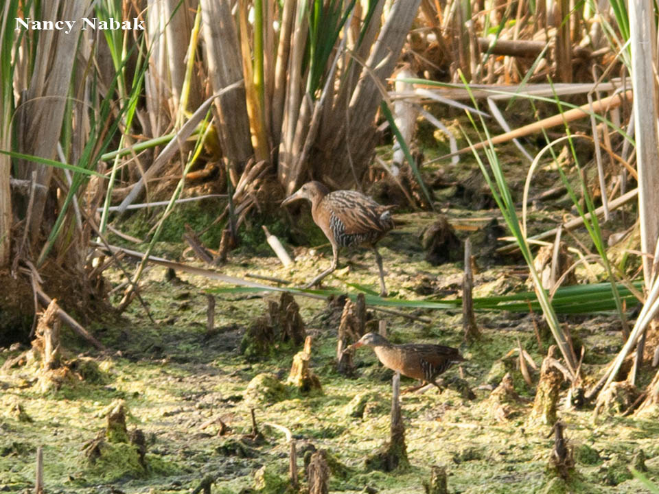 King and Virginia Rails 6-14-12 Horicon - Nancy Nabak.jpg