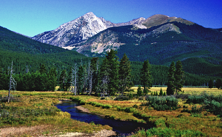 Mountain Meadow