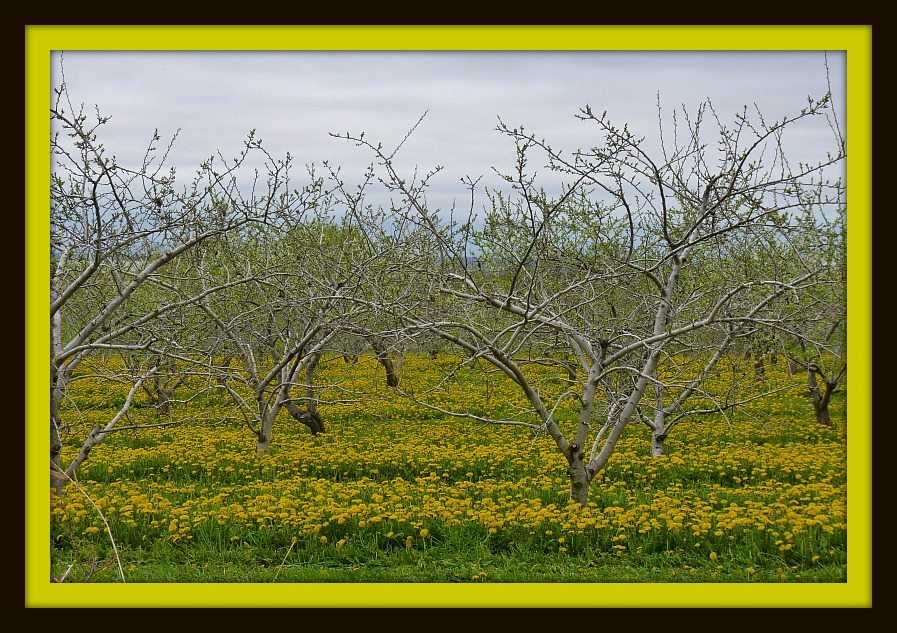 Apple Trees