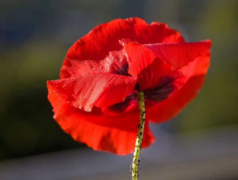 Poppy
