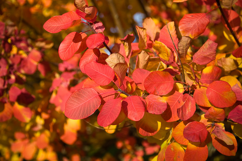 Fire in the Branches