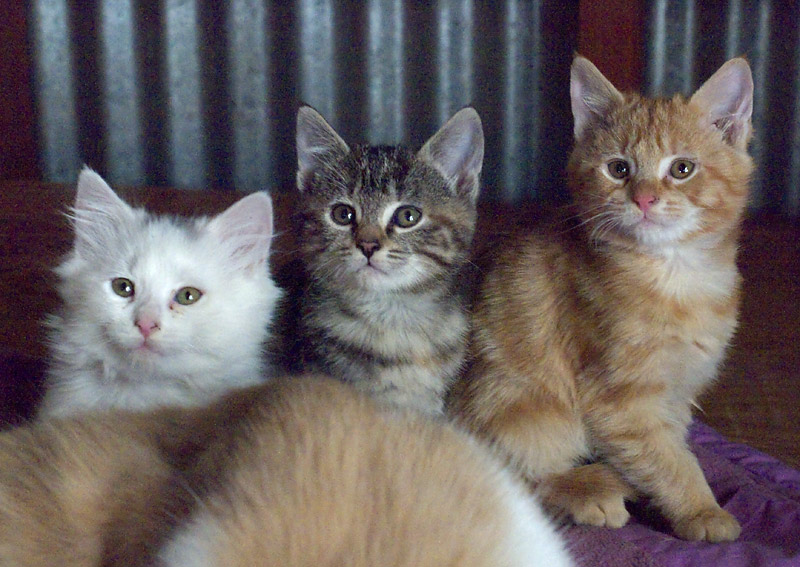 Tinsel, Mehitabel and Duma