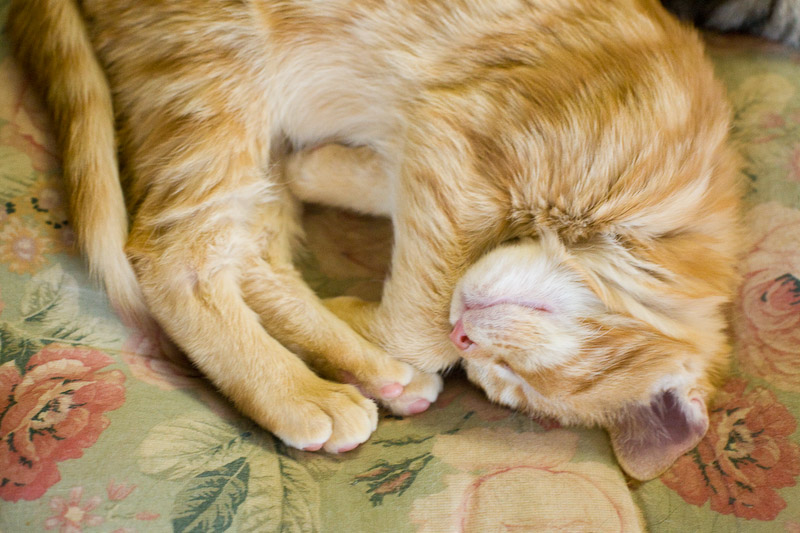 Sleeping Duma