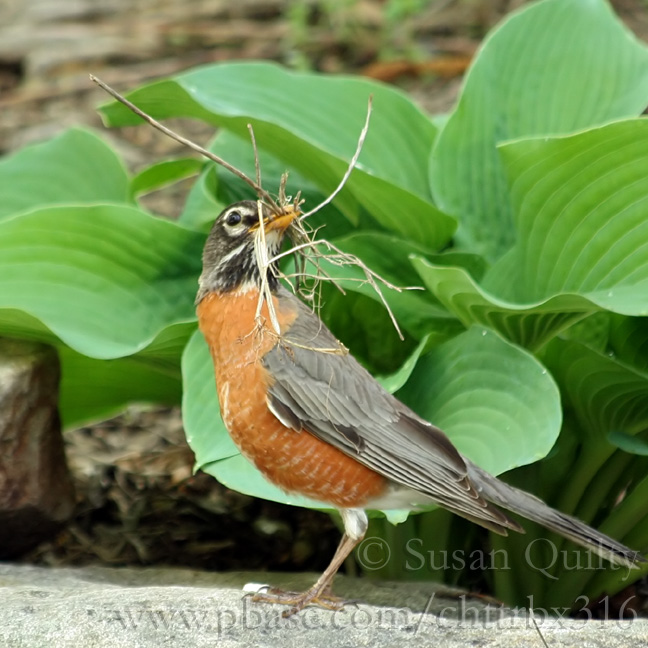 Nesting
